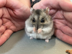 Zwerghamster