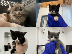 4 Kitten
