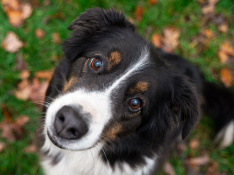 Border Collie & Aussie