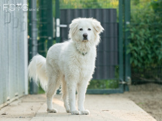 Hunde 06_26