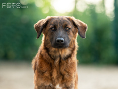 Hunde 06_26