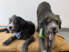 Cisco und Jazzy