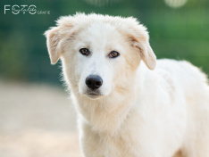 Hunde 06_26