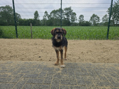 Cooper