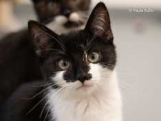 Katzen1301