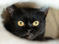 Katzen 07_26