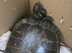 Schildkröte