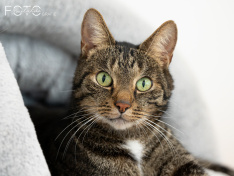 Katzen 07_26