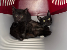 Katzen aus Ochtrup