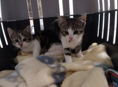 Bibi und Tina