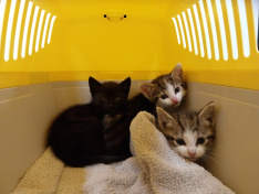 Fundkitten Gronau