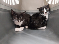 Fundkitten Borken
