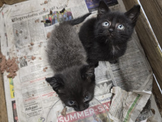 Fundkitten Gescher