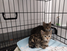 Hygge&Ghosti