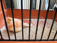 Kanarienvogel3