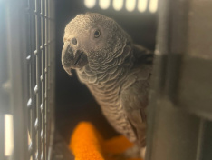 Herbert