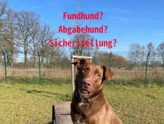 Hunde