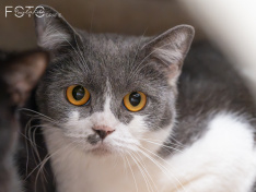 Katzen 07_26