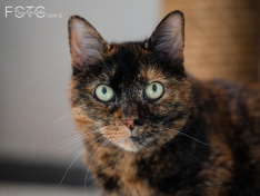 Katzen 22062026
