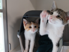 Kasimir und Kassandra