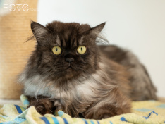 Katzen 07_26