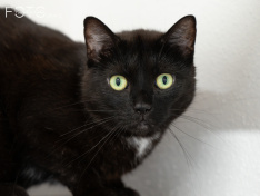 Katzen 07_26