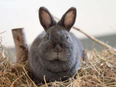 Kaninchen 06_26
