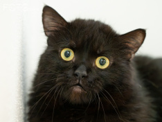 Katzen 07_26