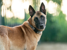 Hunde 06_26