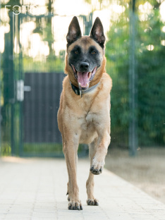 Hunde 06_26