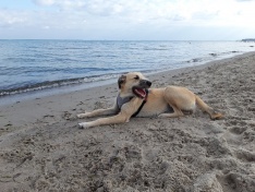 Paula (Buttercup) GPS