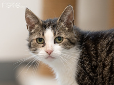 Katzen 07_26