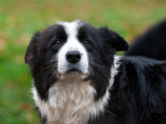 Border Collie & Aussie