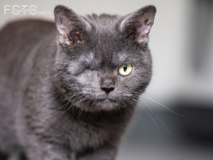 Katzen 22062026