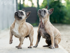 Hunde 06_26