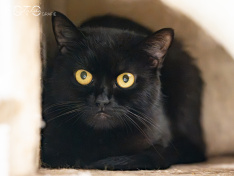 Katzen 07_26